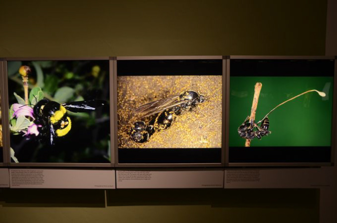 Wasp_exhibition__DSC3464